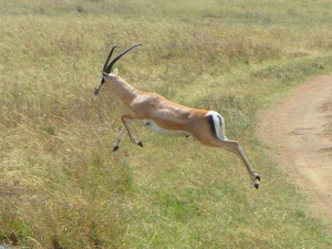 800px-grants_gazelle_jumping_serengeti-from-wikipedia