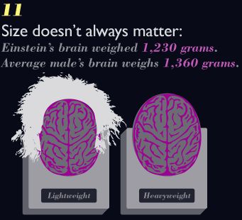 brain-fact11