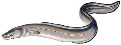 eel with ripple ribbon